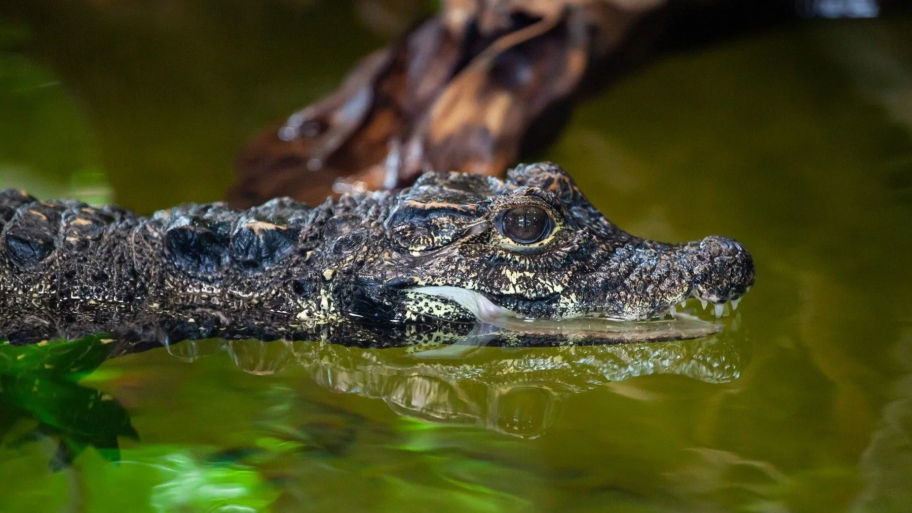 Фото: Pixabay.com