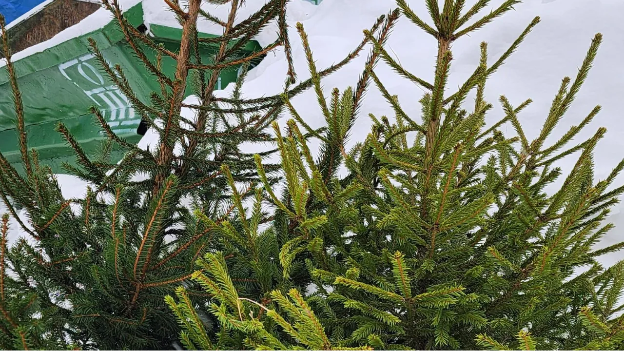 МедиаБанк Подмосковья/Максим Сафронов