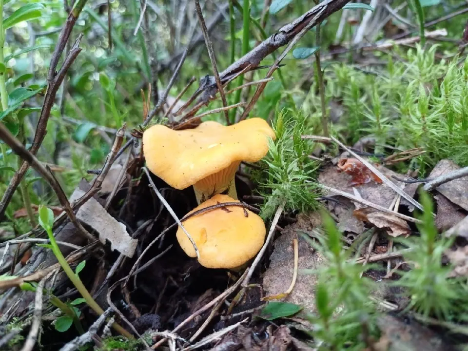 Фото: МедиаБанк Подмосковья/Аннета Юрасова