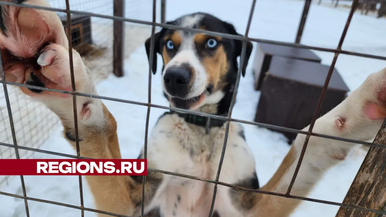 Собаки-победители из Можайска. Фото: Яна Шаливская