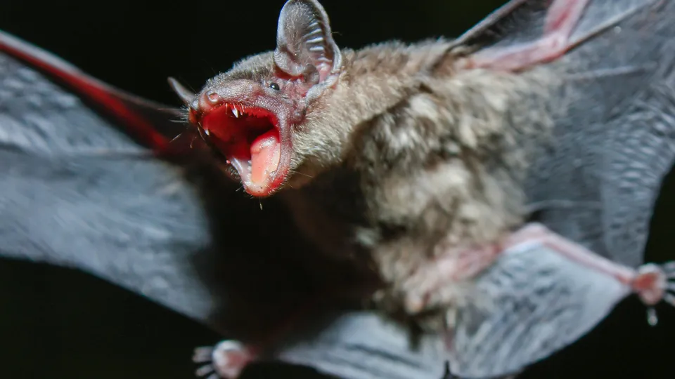 Фото: istockphoto.com/Charoenchai Tothaisong
