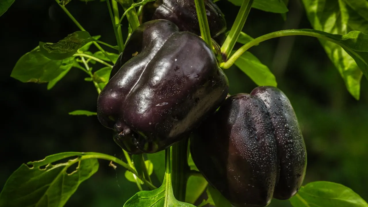 istockphoto.com/Gerhard Wiener