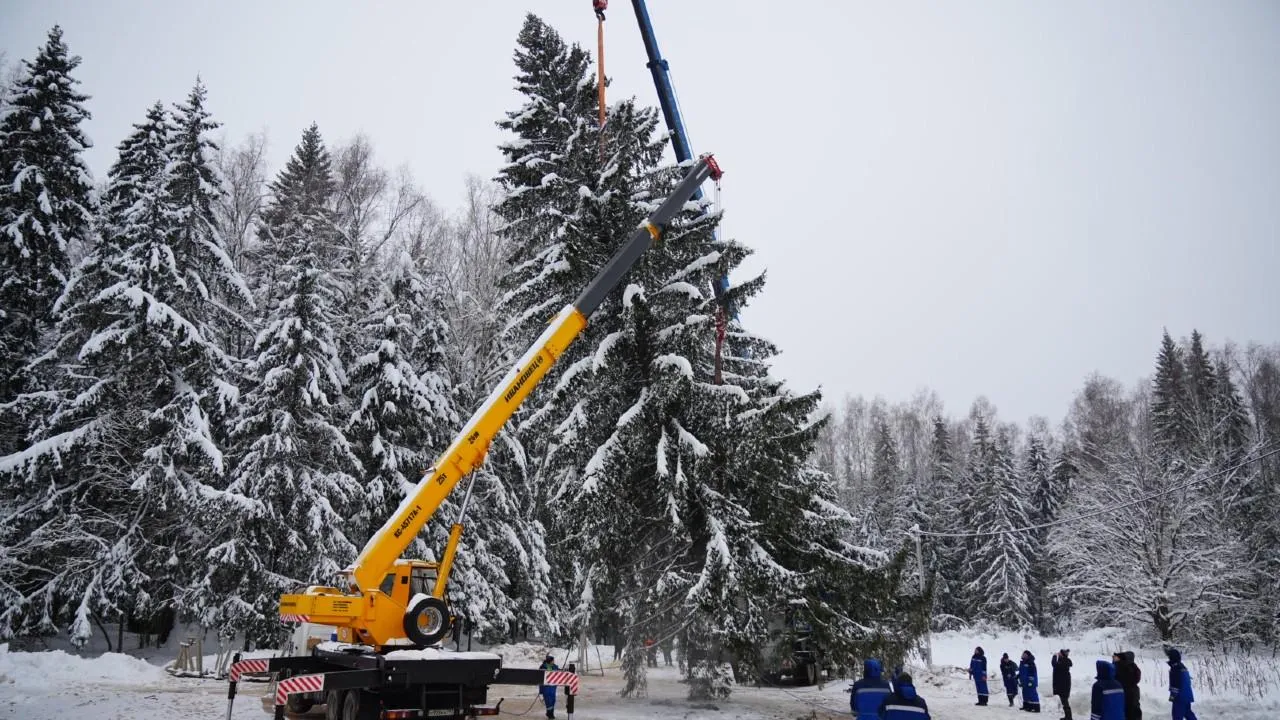 Главную новогоднюю елку страны спилили в Подмосковье