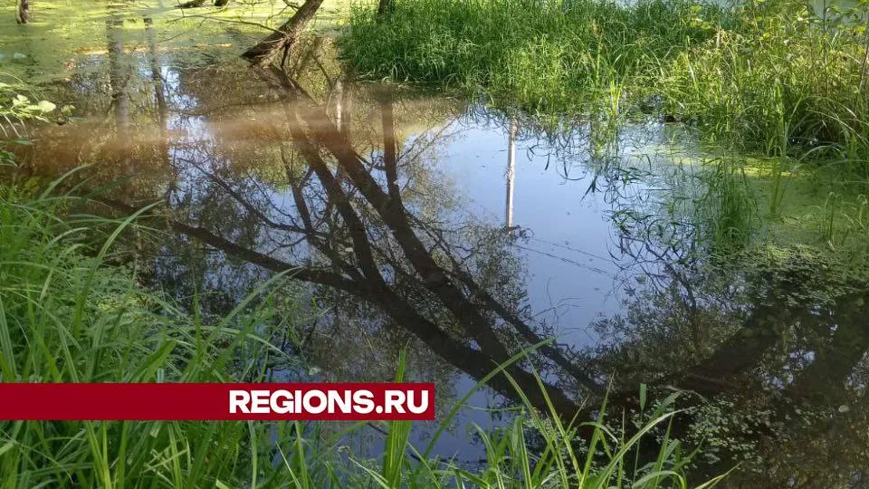 Фото: администрации Орехово-Зуевского г.о.