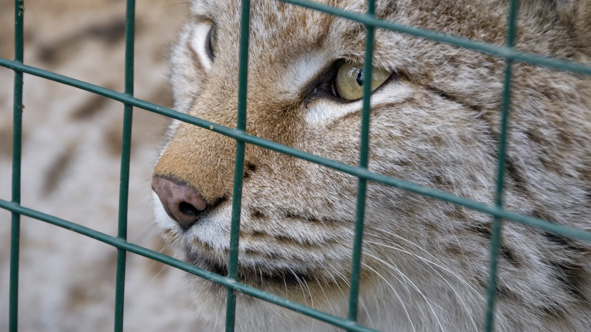 Зообаза «Мечта» в Ногинском районе