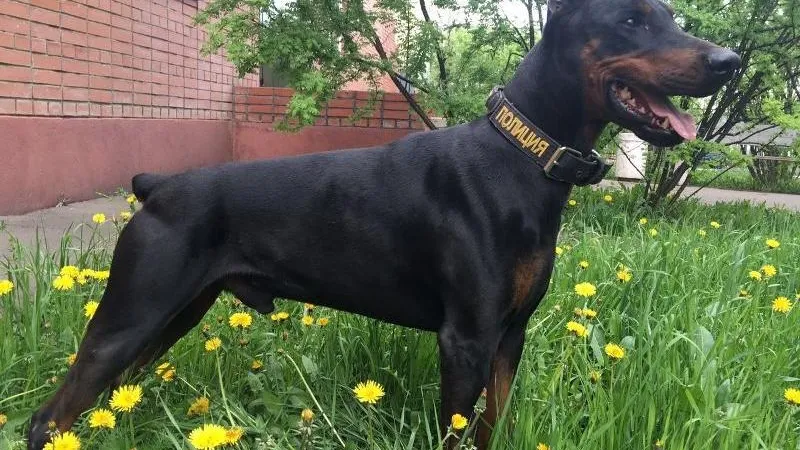 Собака помогла задержать грабителей в Южном Тушино