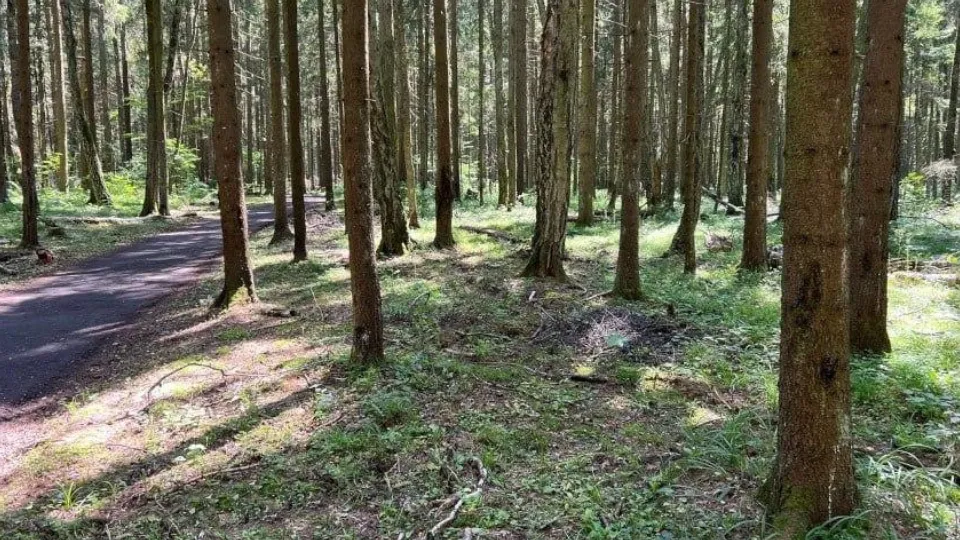 Фото: Комитет лесного хозяйства Московской области