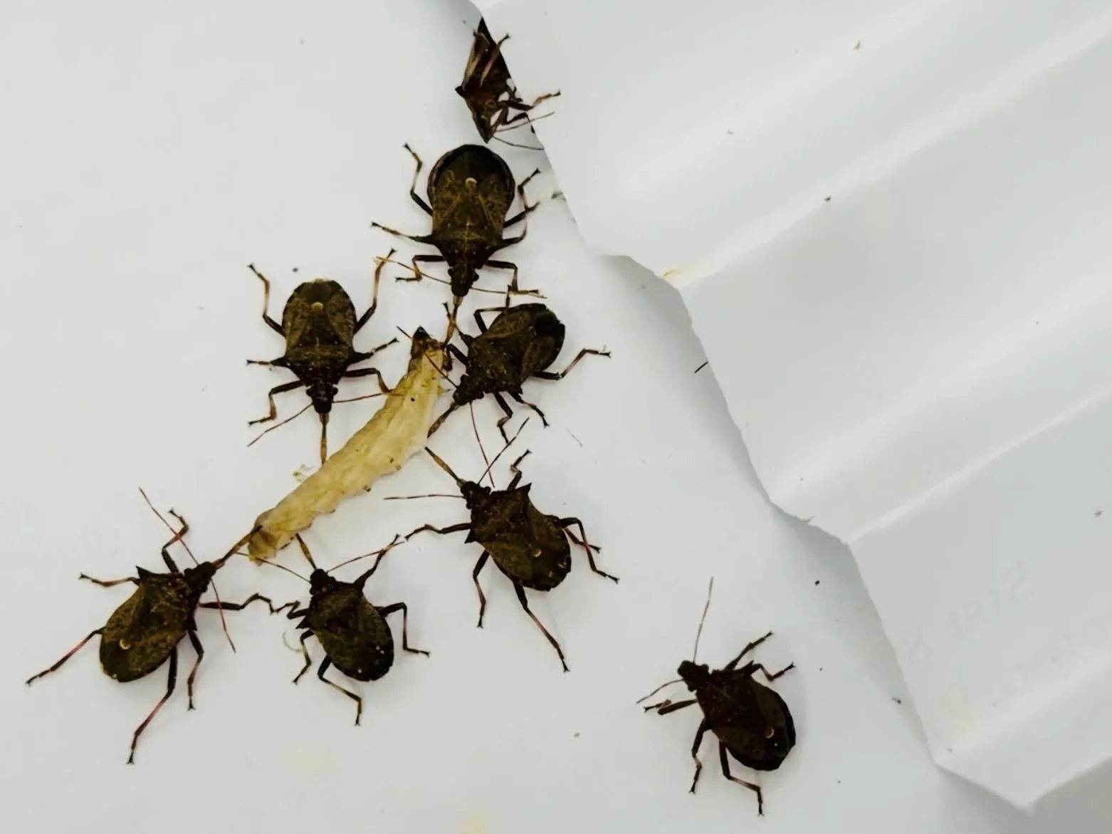 МедиаБанк Подмосковья/Ольга Стаферова