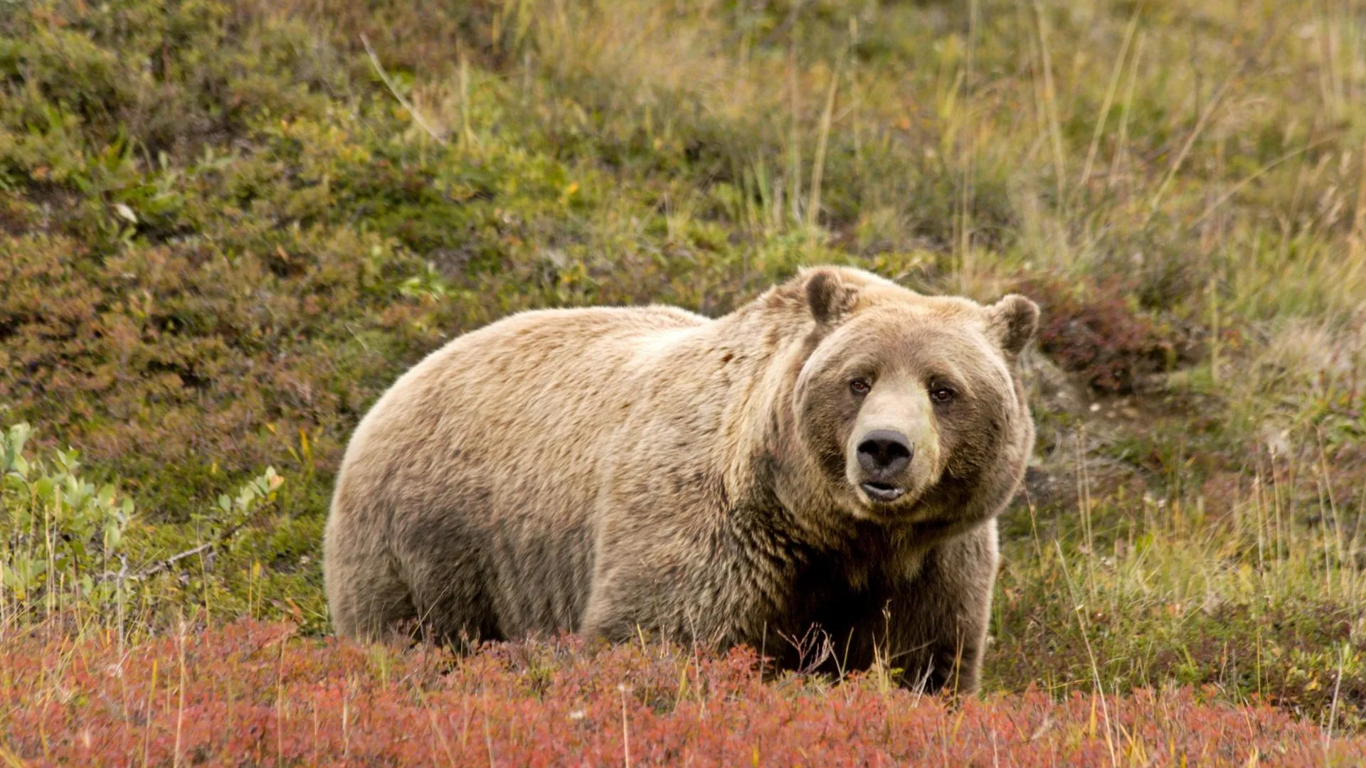 Stefan Wackerhagen/imageBROKER.com