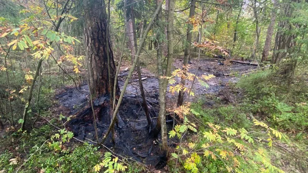 Комитет лесного хозяйства Московской области