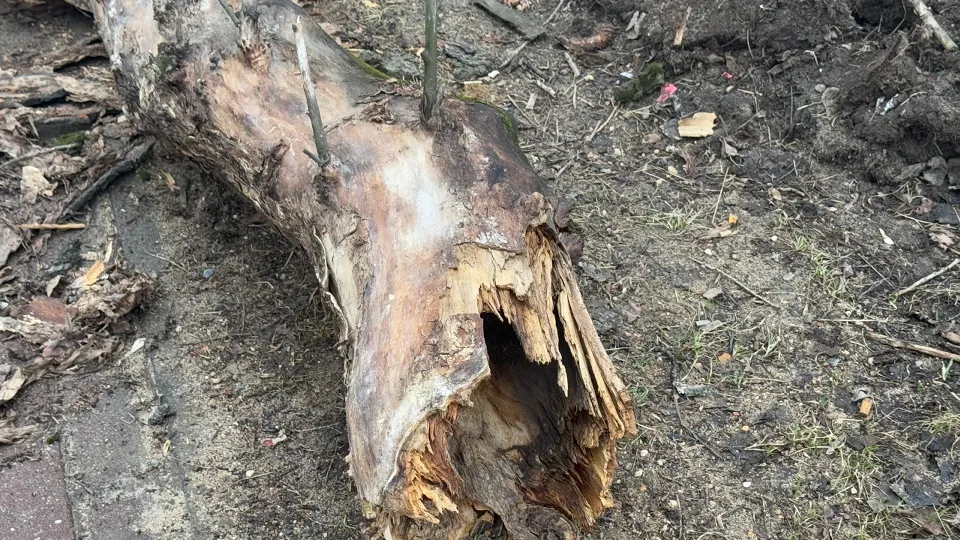 Фото: МедиаБанк Подмосковья/Виктория Фортуна