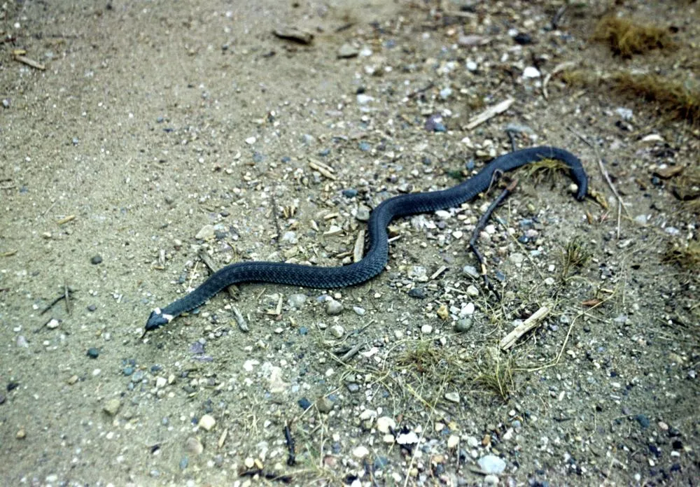 Уж обыкновенный