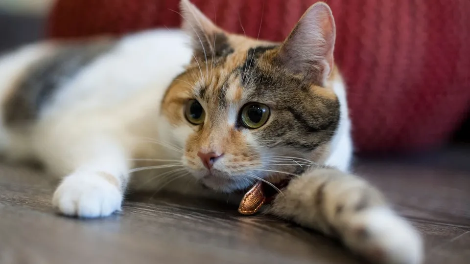 Фото: медиасток.рф