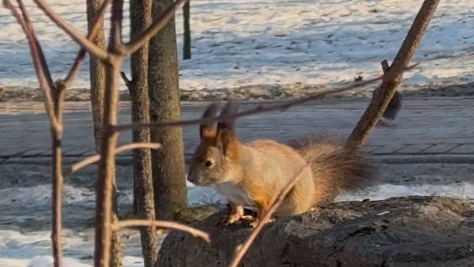 Фото: пресс-служба администрации г.о. Ленинский