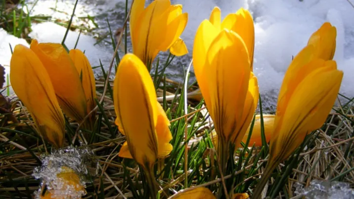 Первоцвет. Фото: pxhere.com