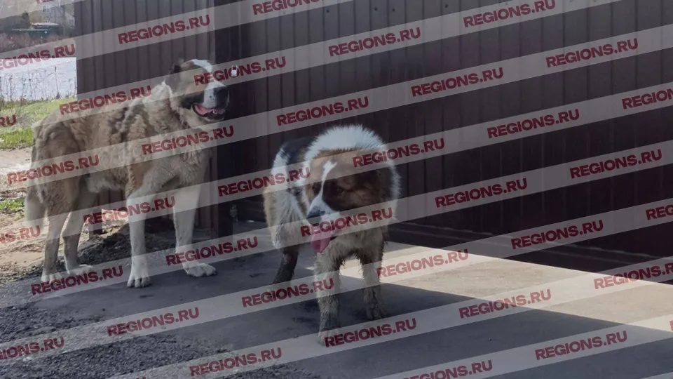 Те самые алабаи. Фото сделано на следующий день после нападения. Собаки продолжают гулять. Фото: Дарина Герасимова