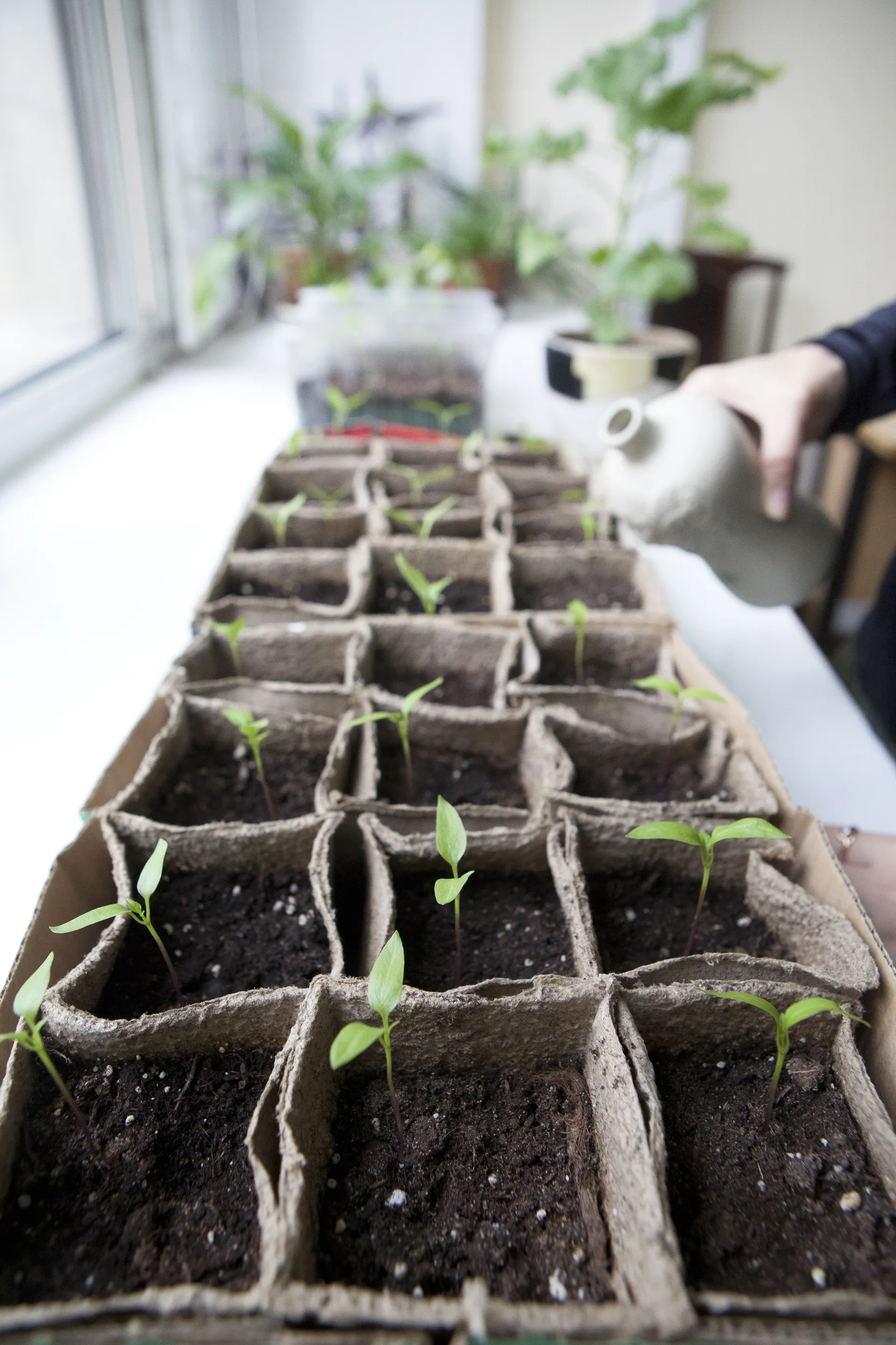 Рассада на подоконнике