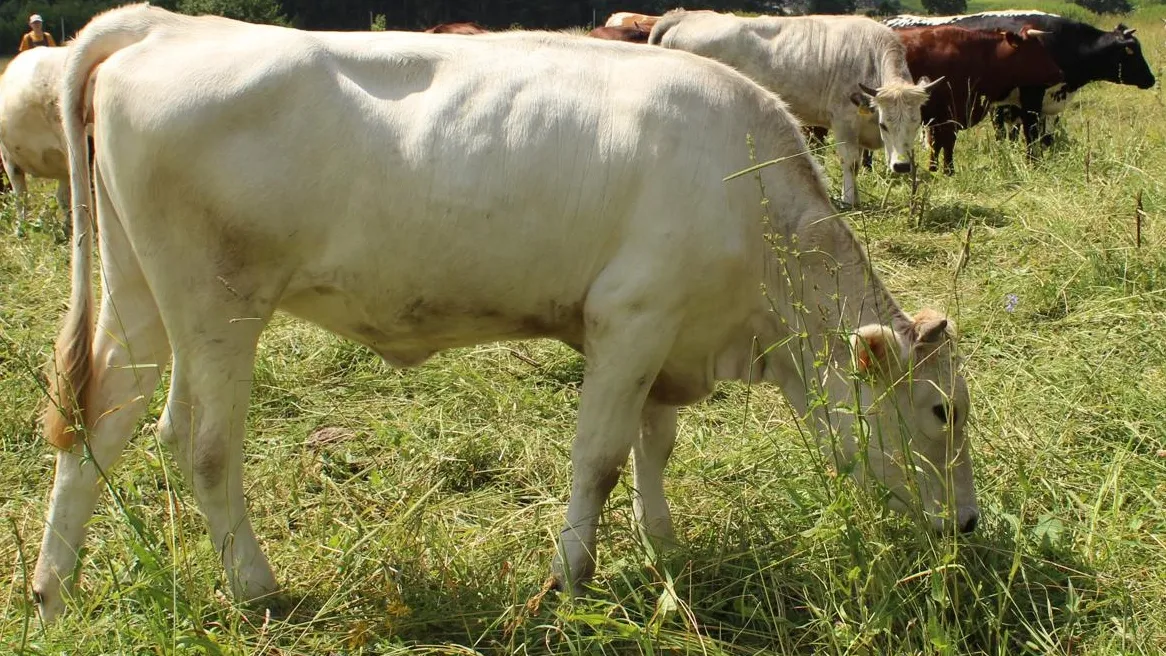 Фото: ФГБНУ ФИЦ ВИЖ им. Л.К. Эрнста