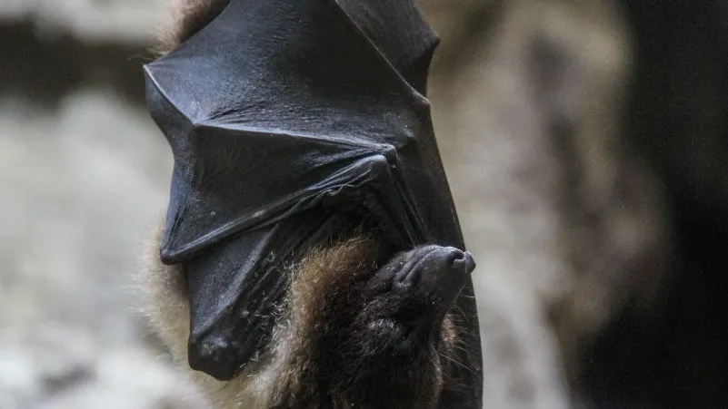 Фото: freepik.com