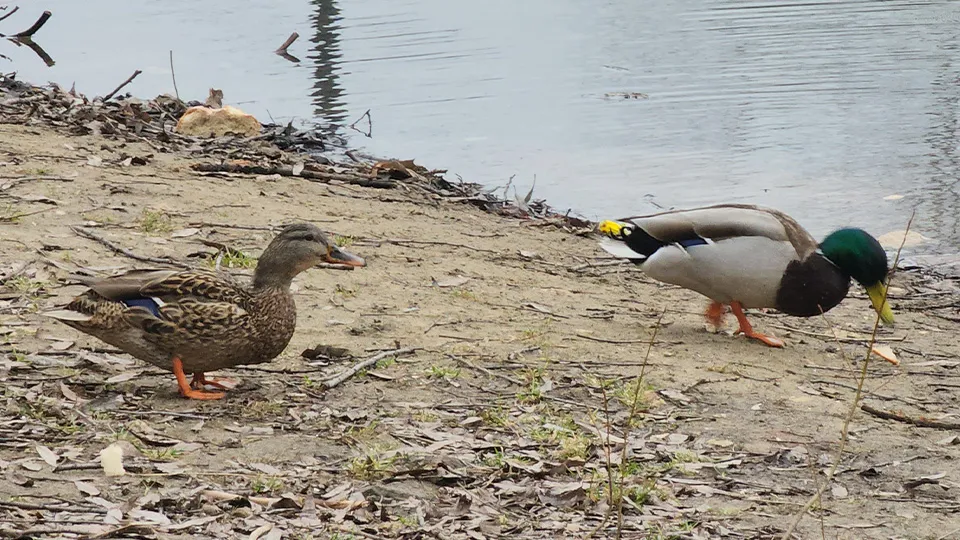Фото: МедиаБанк Подмосковья/Наталья Лымарь