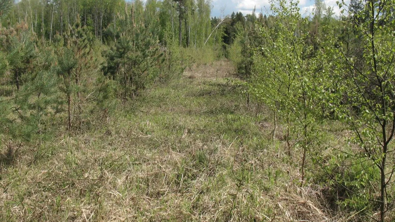 Фото: Комитет лесного хозяйства Московской области