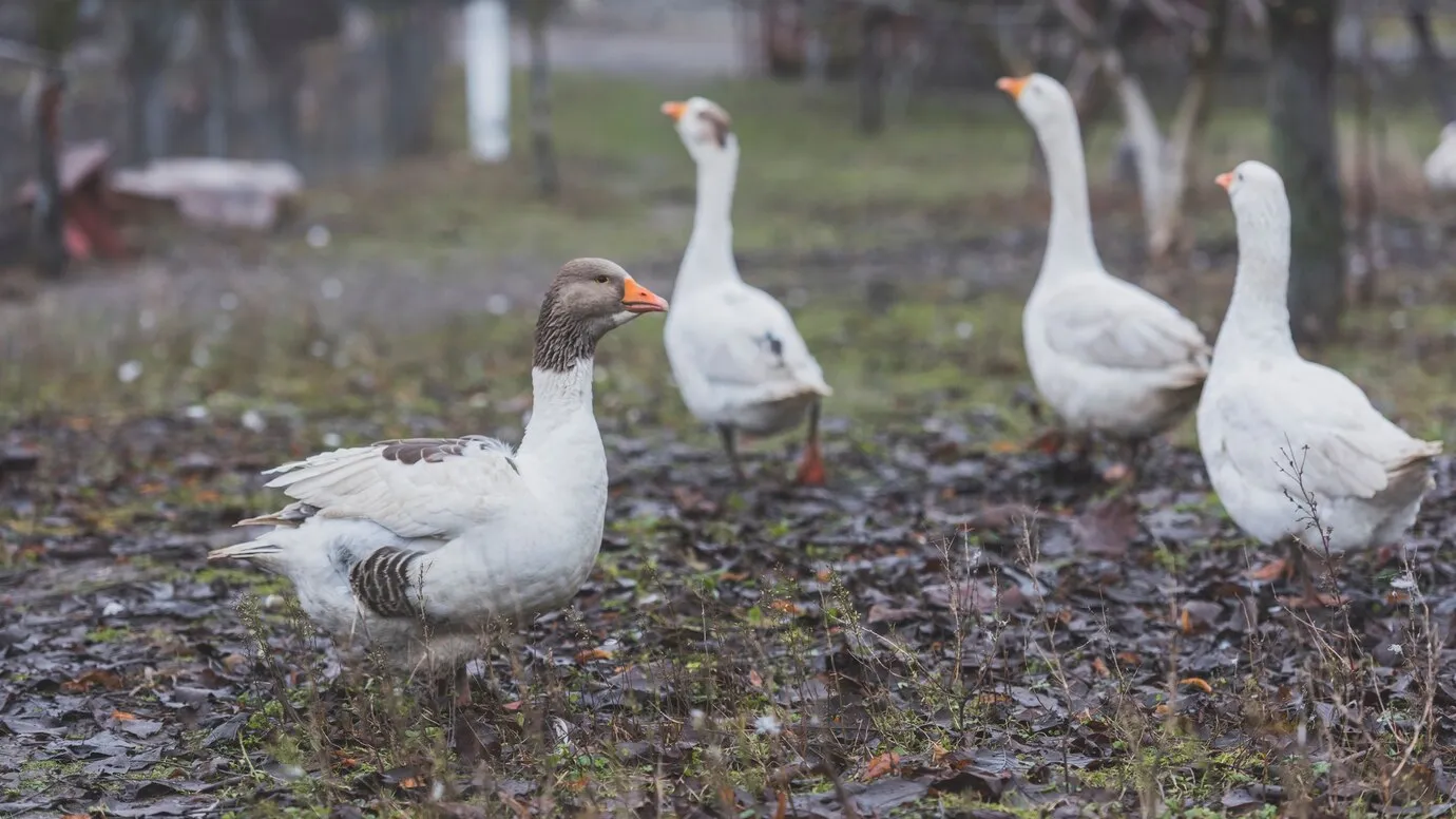 Фото: freepik.com