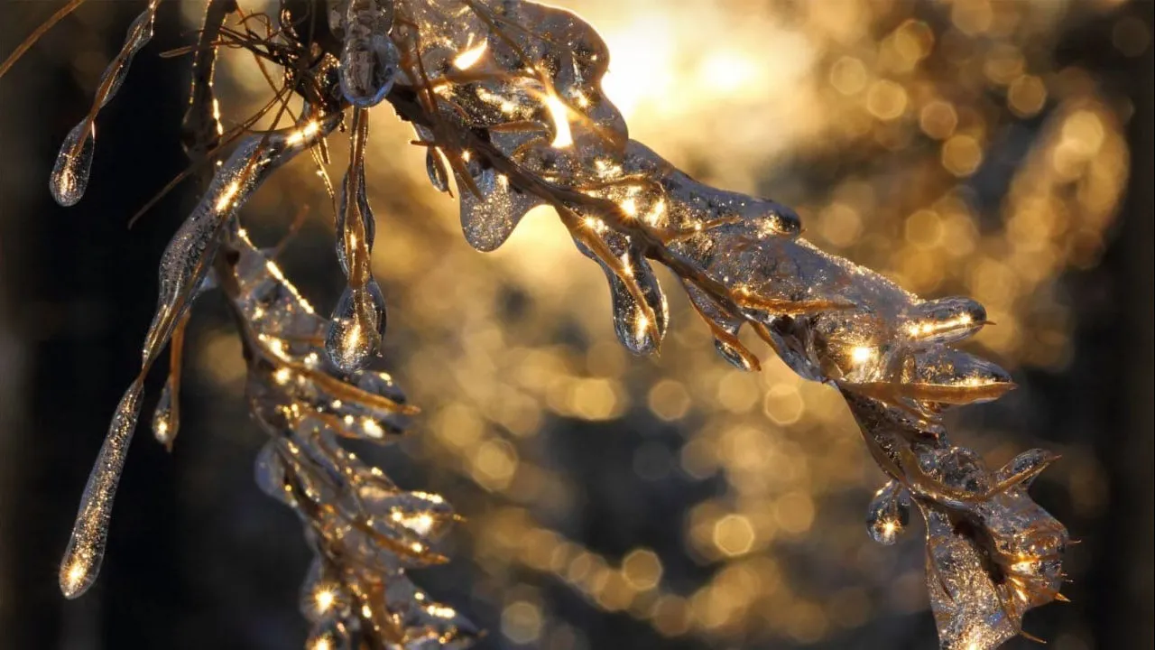 Комитет лесного хозяйства Московской области