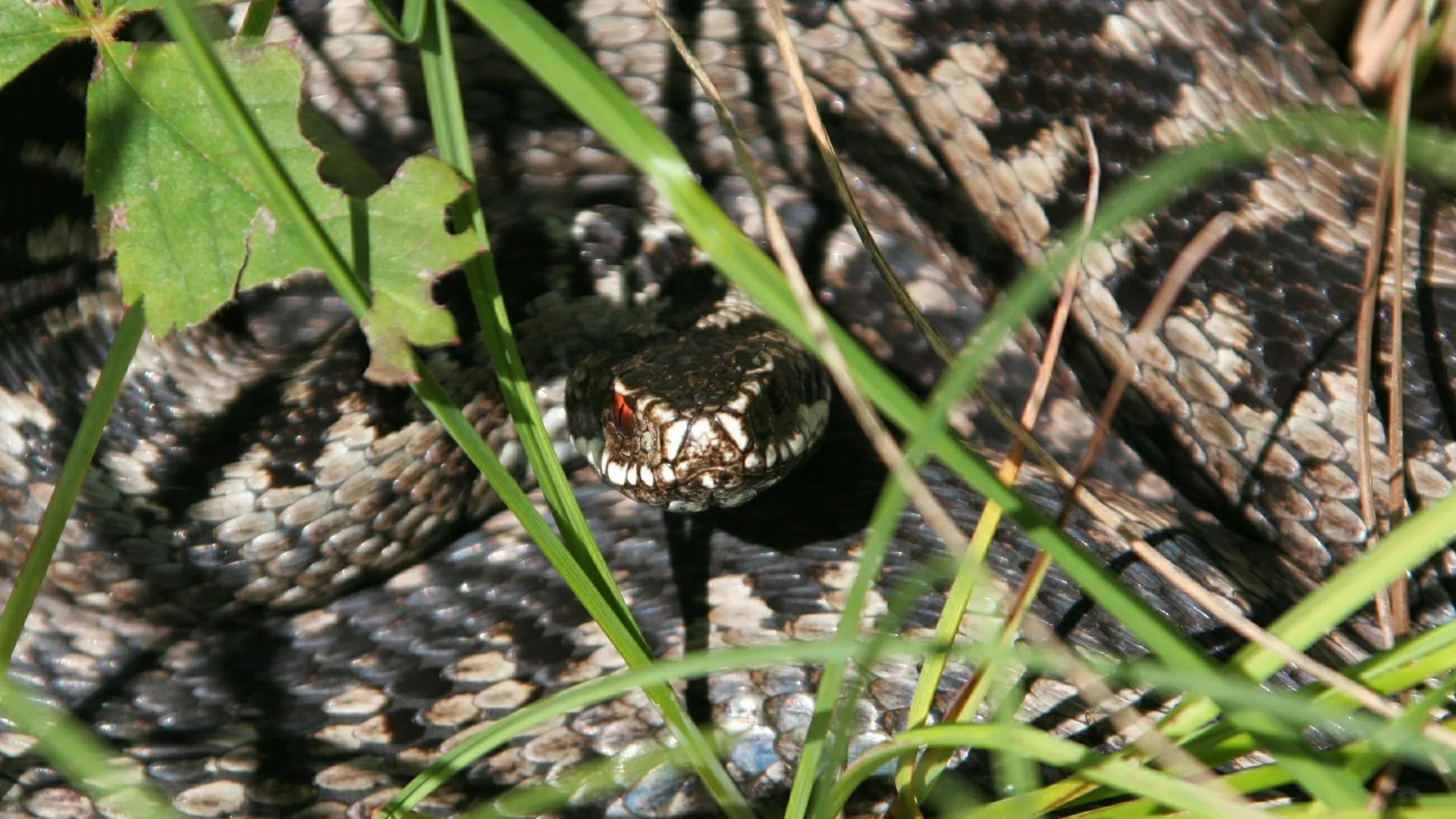 Nikolay Gyngazov/Global Look Press