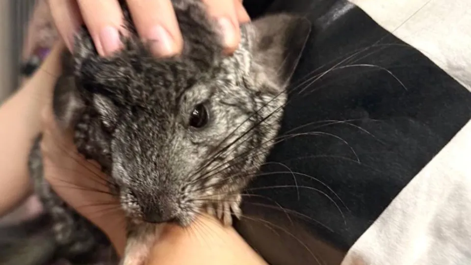 Фото: t.me/AnnaKrotova_Lobnya