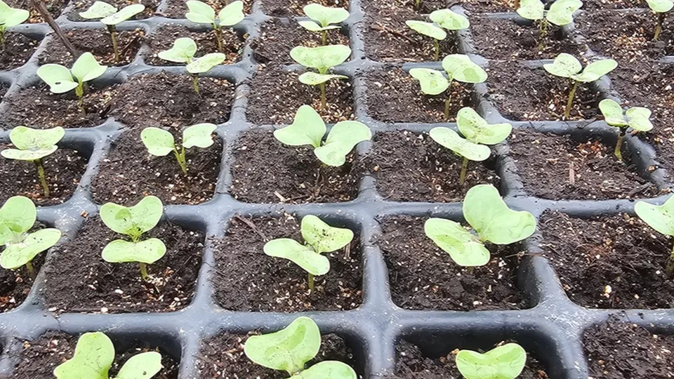 Фото: АО «ОСП агро»