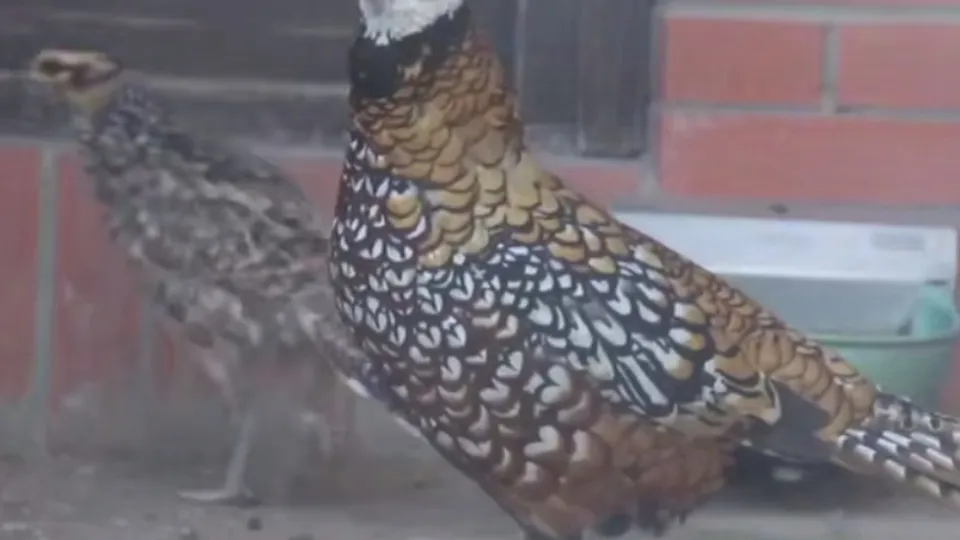 Фото: Центр воспроизводства редких видов животных