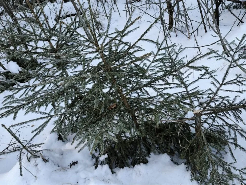 Фото: пресс-служба администрации г. о. Лосино-Петровский&nbsp;