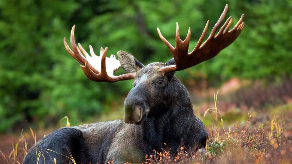 Фото: pxhere.com