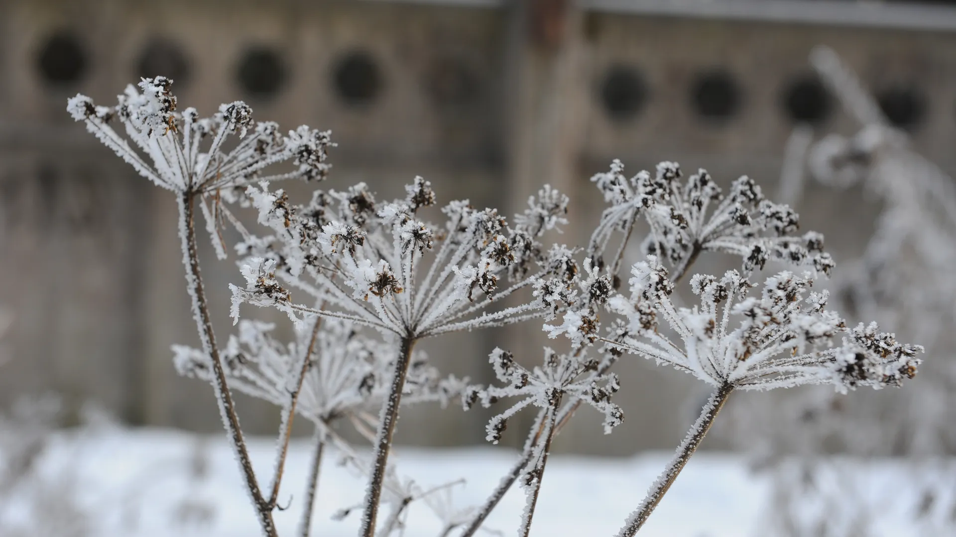 Борщевик покрытый изморозью в Троицке