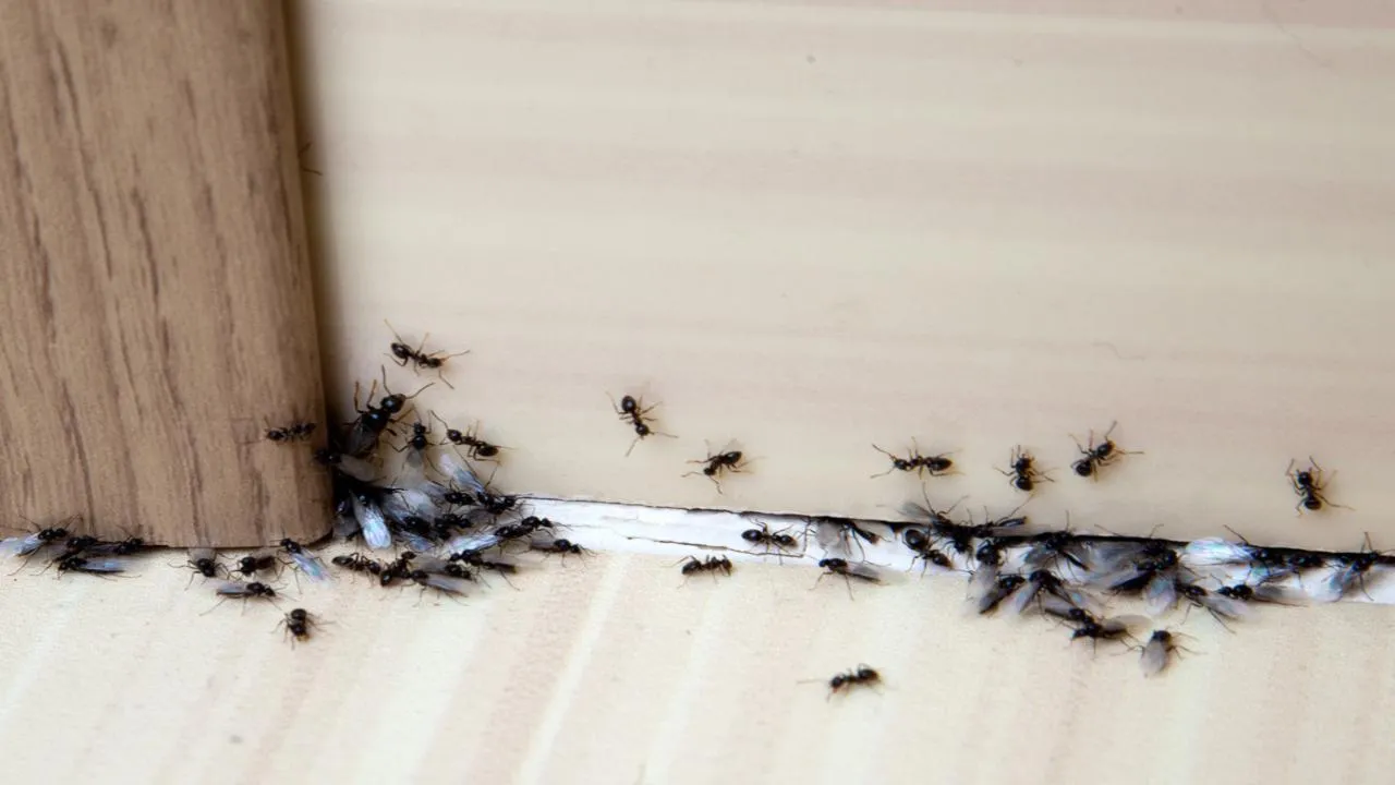 Проклятие фараонов в Балашихе: египетские муравьи захватили многоэтажку зимой