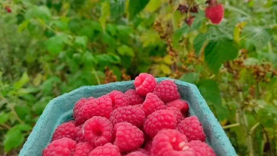 Фото: городская доска объявлений