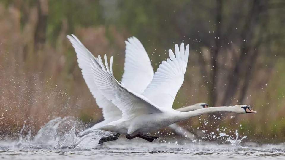 Фото: t.me/elk_island_national_park