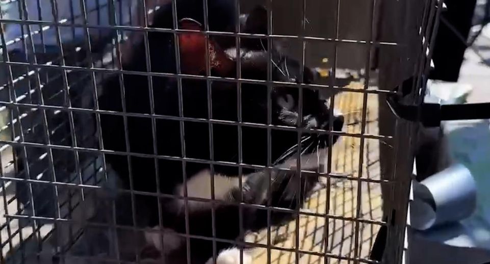 Застрявшего черно-белого кота в стене набережной Фонтанки спасли в Петербурге