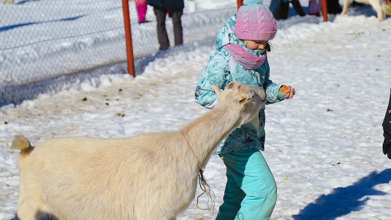 Фото: ферма Русский страус