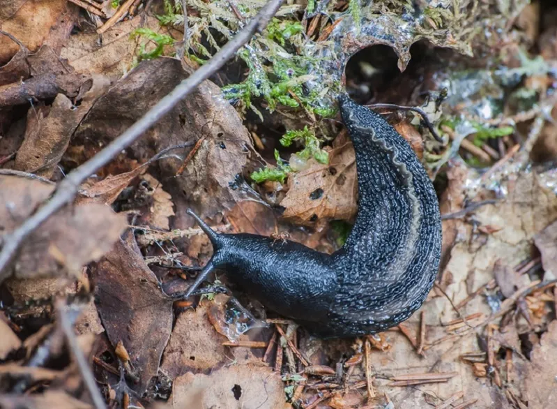 Фото: Министерство экологии Московской области