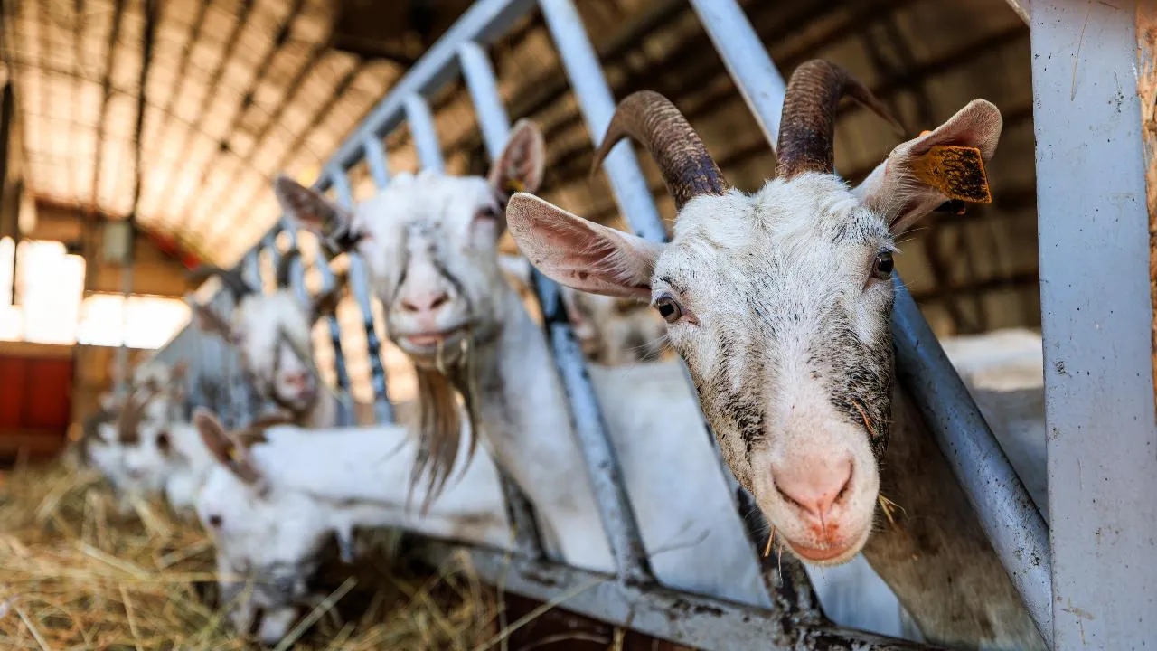 медиасток.рф