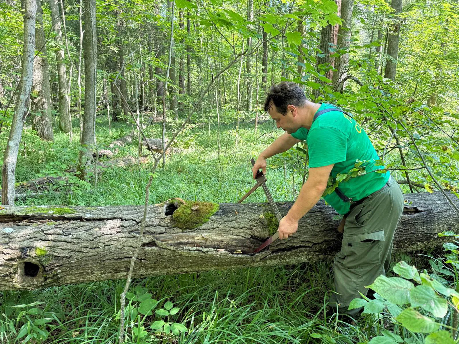 Фото: филиал «Русский лес» ГКУ МО «Мособллес»