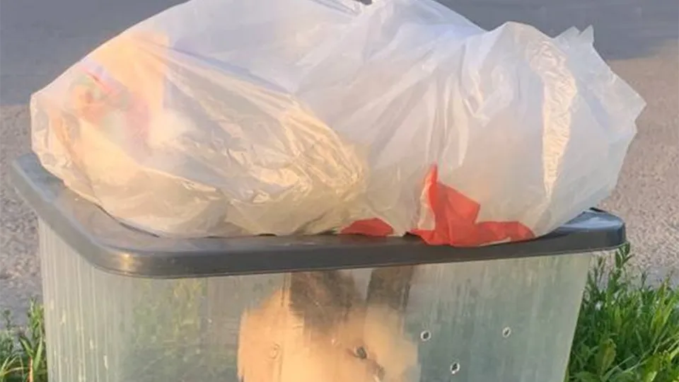 Фото: t.me/samolet_feed