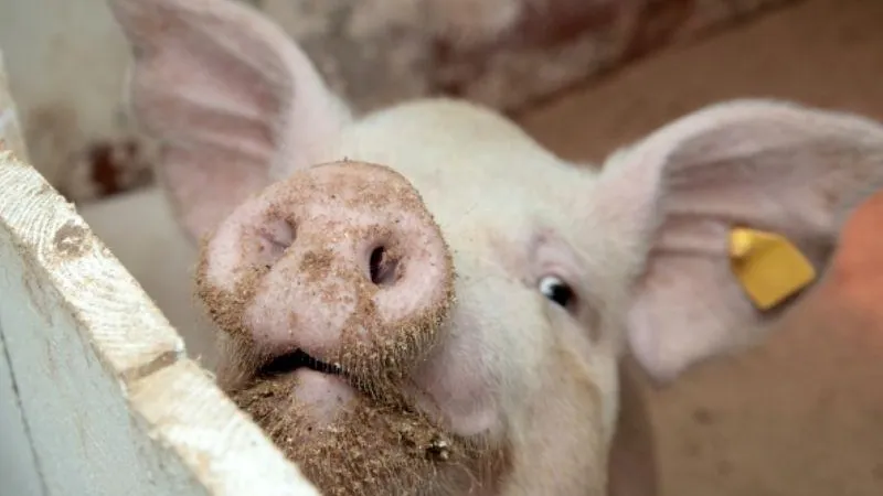 Польские фермеры рекордно сократили поголовье свиней из-за цен на электроэнергию