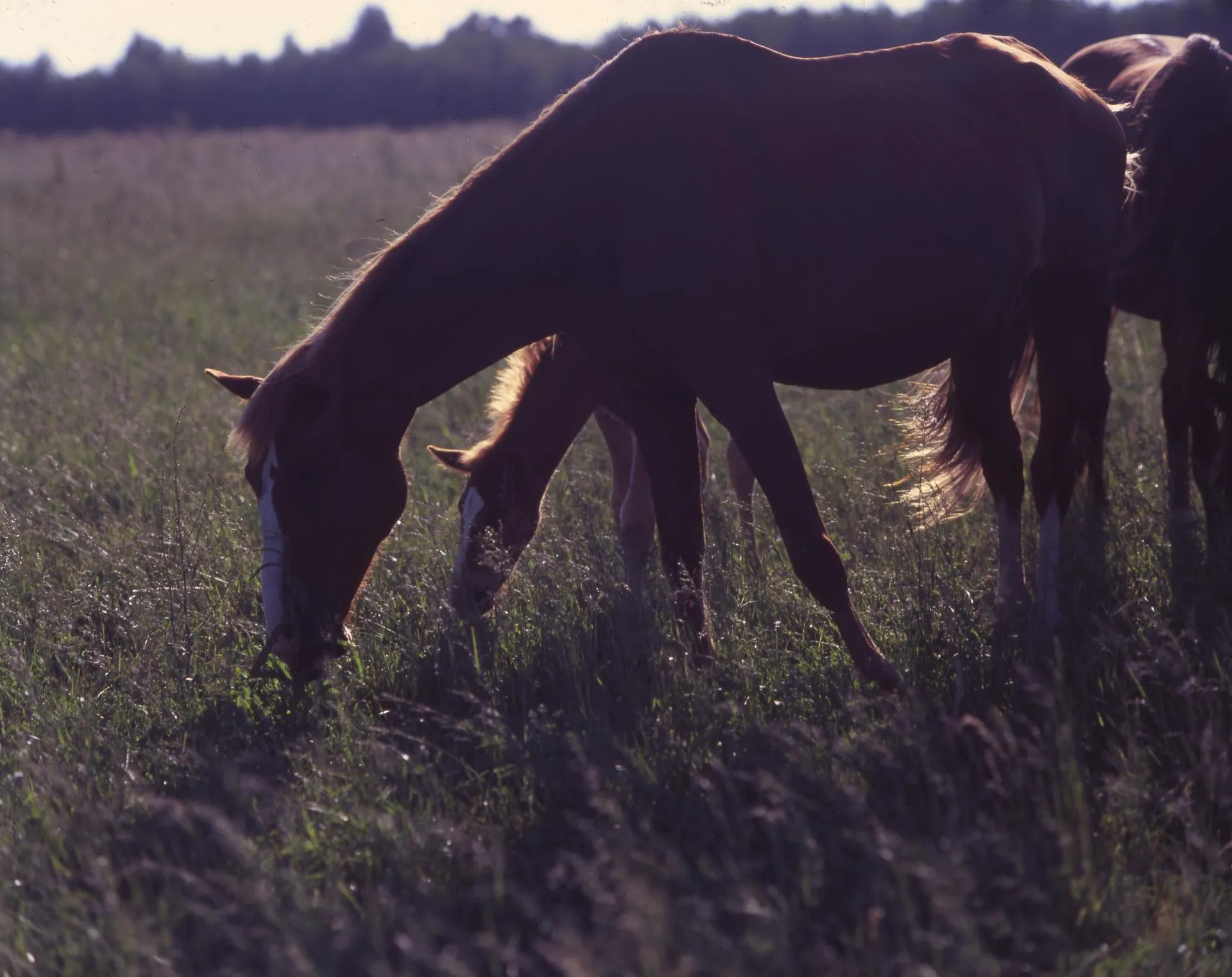 Farkhat Tukhvatullin/Russian Look