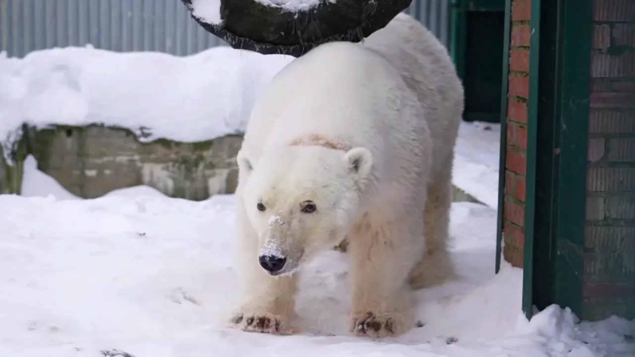Центр воспроизводства редких видов животных