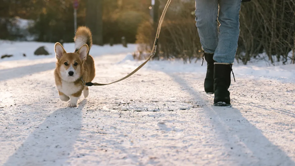Фото: istockphoto.com/fotografixx