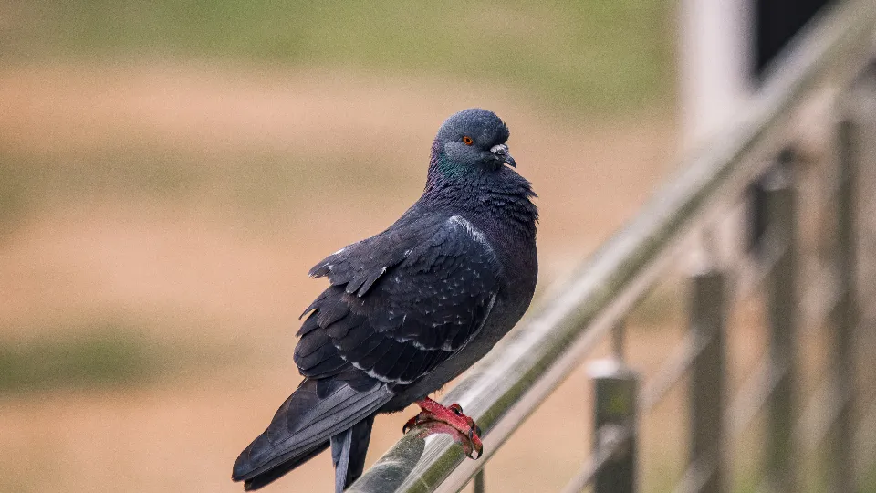 Фото: медиасток.рф