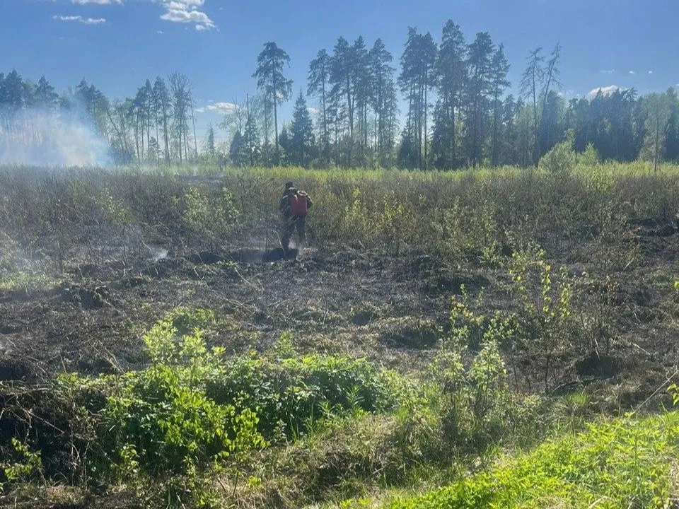 Комитет лесного хозяйства Московской области