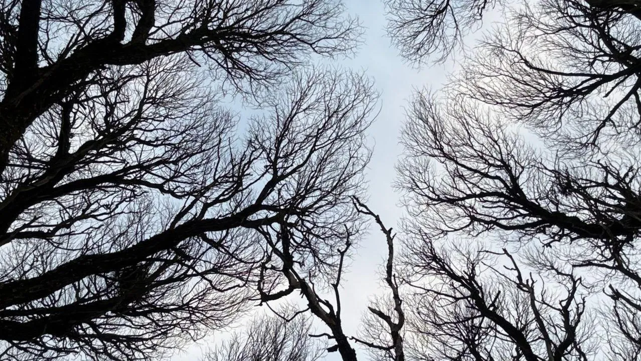 Марина Алифанова